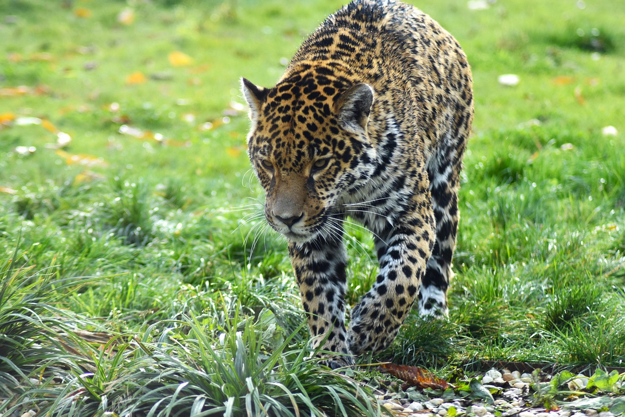 Más de 40 000 imágenes gratis de Animal Jaguar y Jaguar - Pixabay